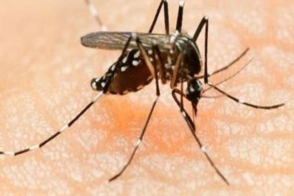 ڈینگی کے ڈنگ تیز، شہرمیں مزید 2 افراد وائرس میں مبتلا
