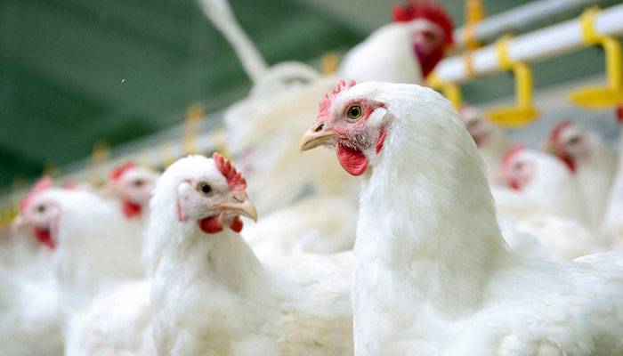 غریب کیلئے ایک اور بُری خبر، مرغی کاگوشت 15روپے فی کلو مہنگا
