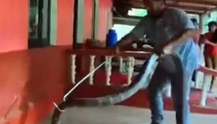    5 فٹ لمبے کنگ کوبرا سانپ کو پکڑنے کی ویڈیو وائرل