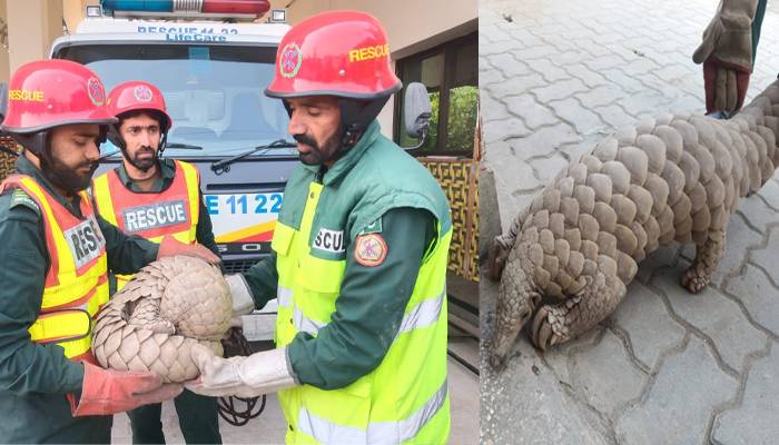 چنیوٹ: نایاب اور مہنگا ترین جانور 'پینگولین' ریسکیو کے ہاتھ لگ گیا