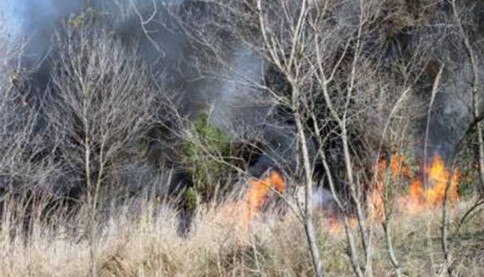 تاریخی چھانگا مانگا جنگل میں آگ