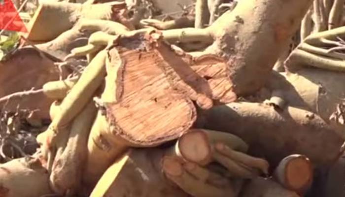 کراچی میں 300سال پرانا درخت بے رحمی سے کاٹ دیا گیا 