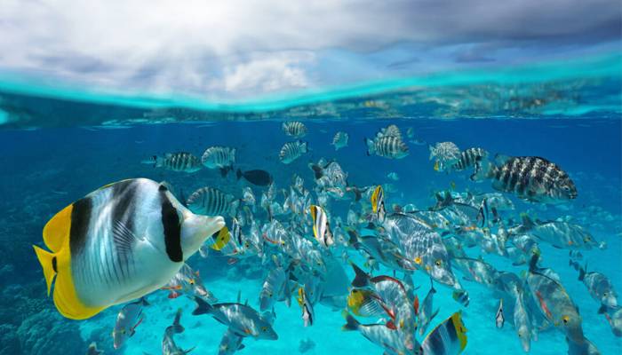 سمندری ہیٹ ویوزآبی ماحول اورمچھلیوں کیلئےخطرہ؟