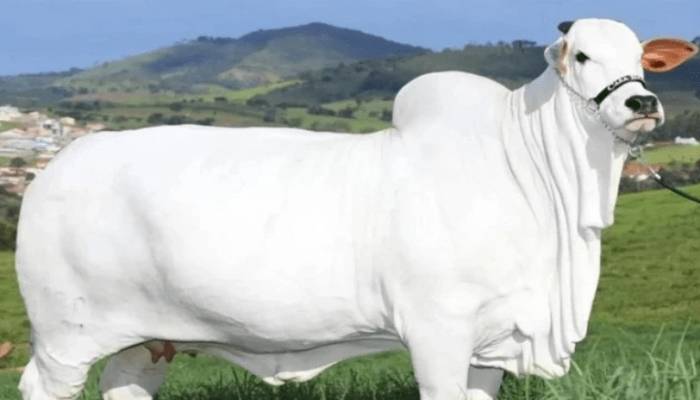 برازیلین نسل کی گائے کی قیمت ایک ارب تک پہنچ گئی