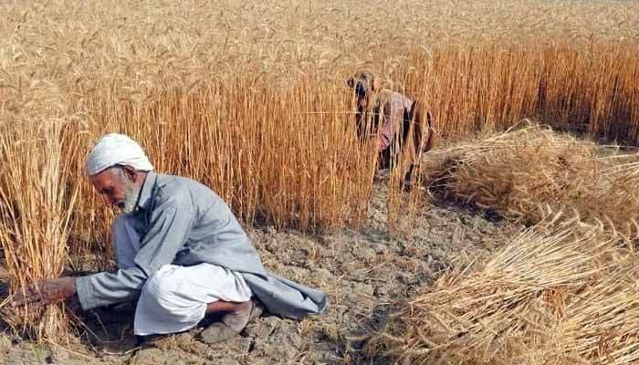 گندم خریداری مہم،کسانوں کا احتجاج ختم نہ کرنے کا اعلان