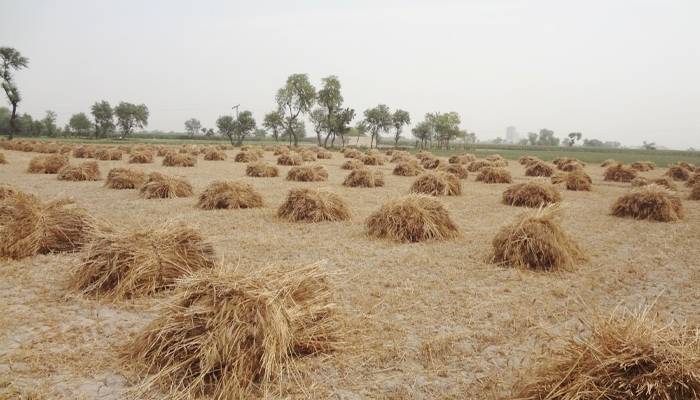 پنجاب میں گندم کٹائی کاعمل مکمل،ویٹ مارکیٹ مزیدکریش ہوگئی