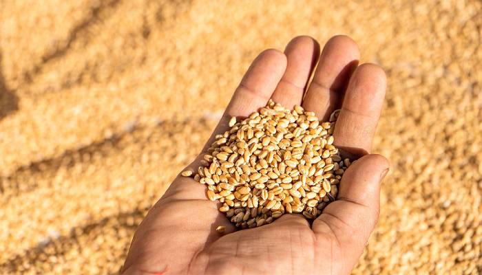 خیبرپختونخوا میں مقامی کاشتکاروں سے گندم خریداری کا عمل شروع